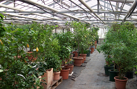Überwinterungsservice von Blumen Krauß Überwinterung